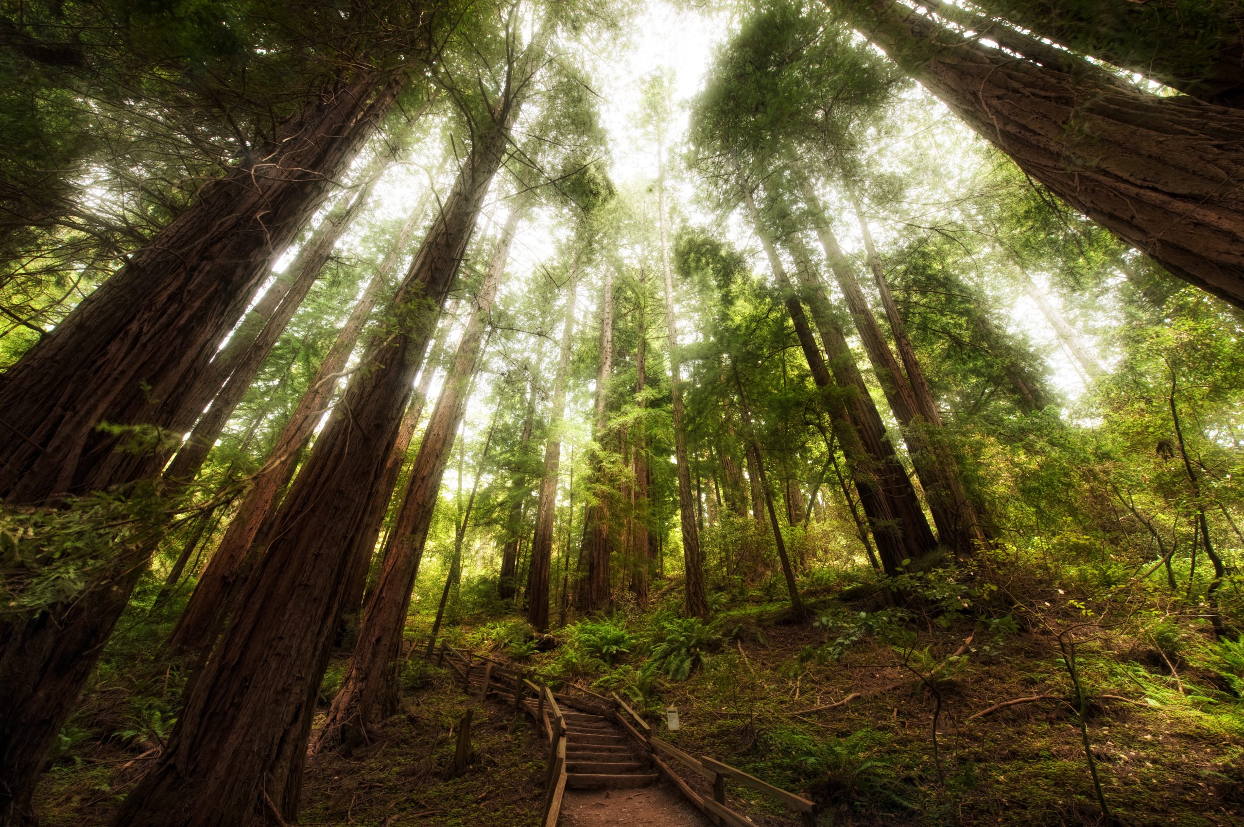 large redwood trees surround a small wooden path