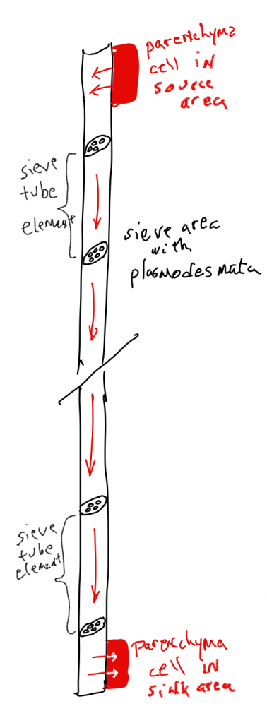 Diagram of the pholem of a plant stem with sieves throughout