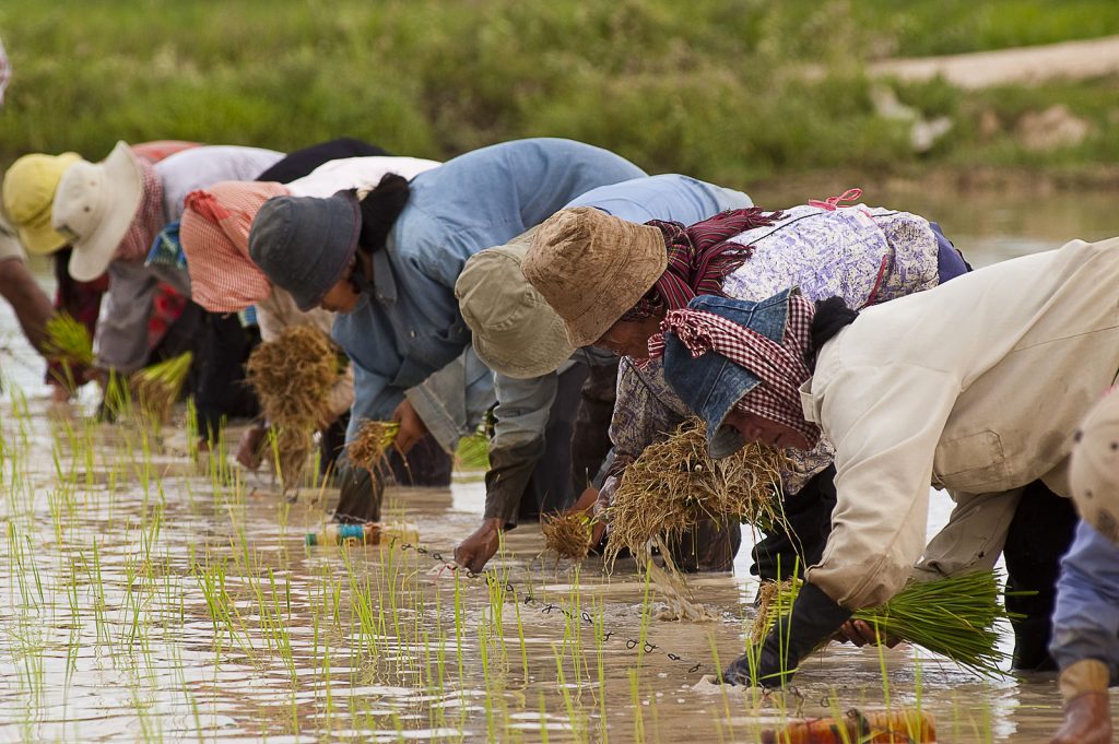 workers in a rice paddy
