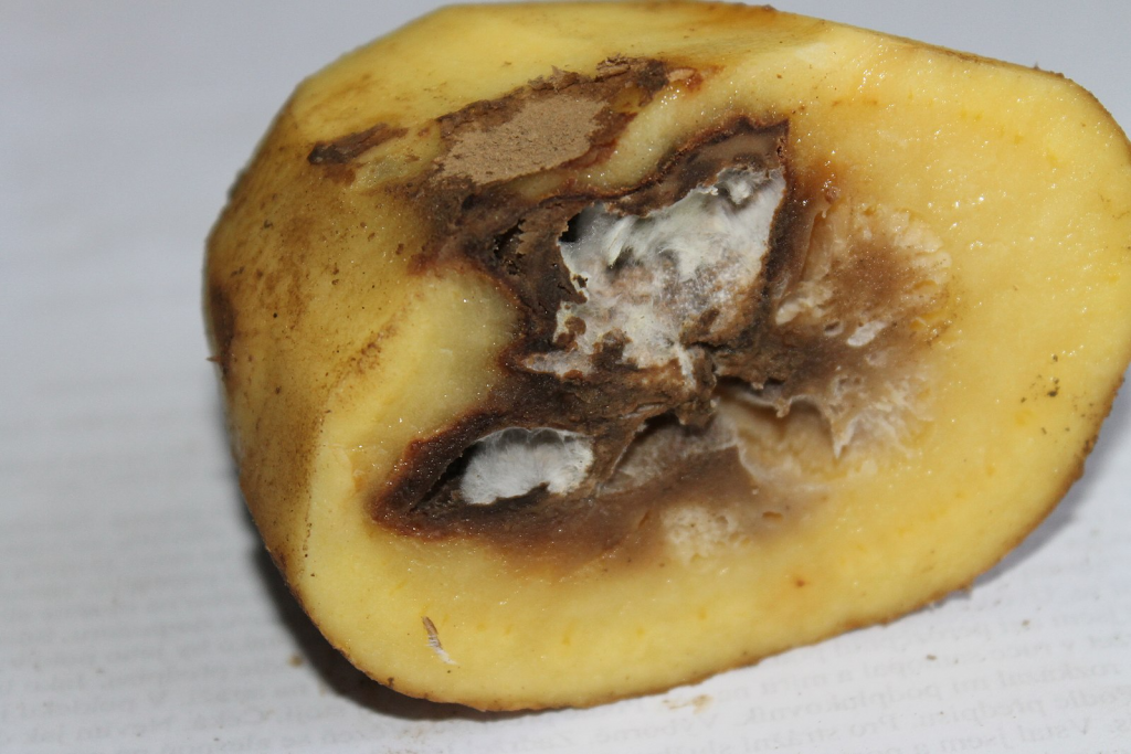 the cross section of a potato