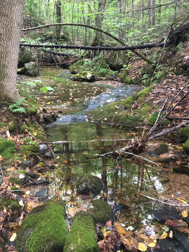a photo of a brook in the woods