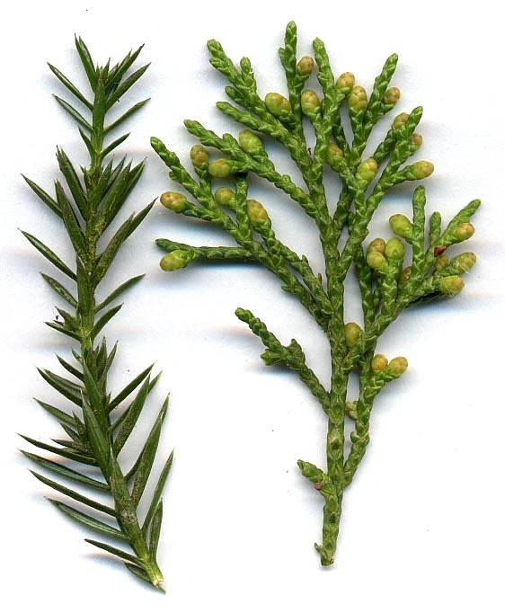 Junipers