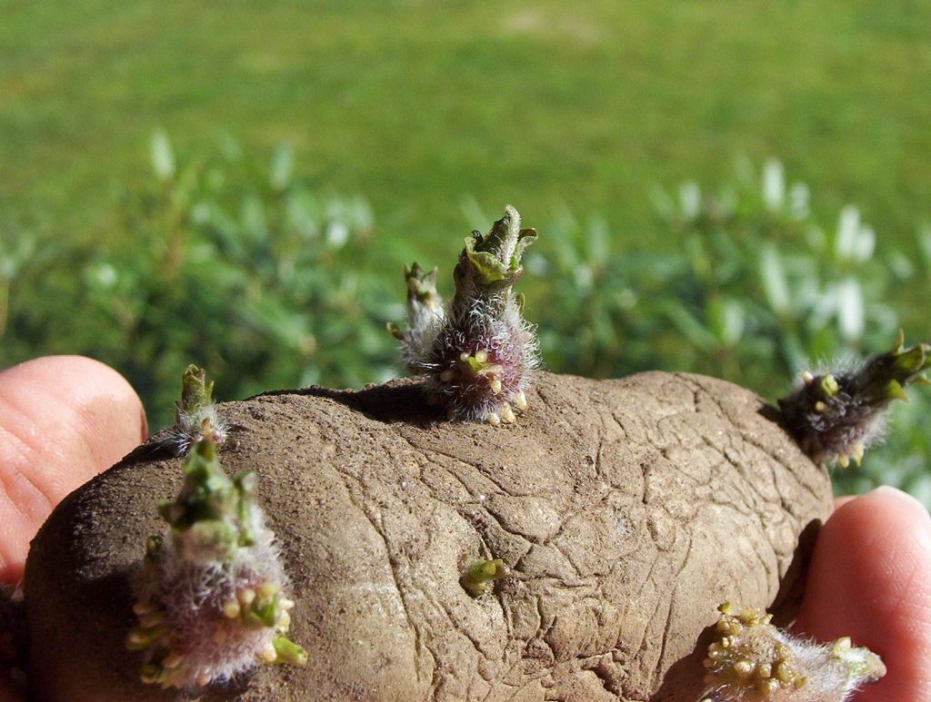 small green sprouts emerging from a common potato