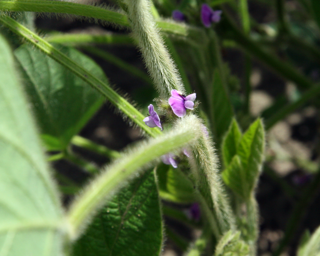 A small insect sits on the purple flower of a soybean plant near the town of Flora, Indiana