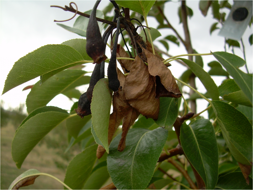 wilted brown leaves on the end of a branch