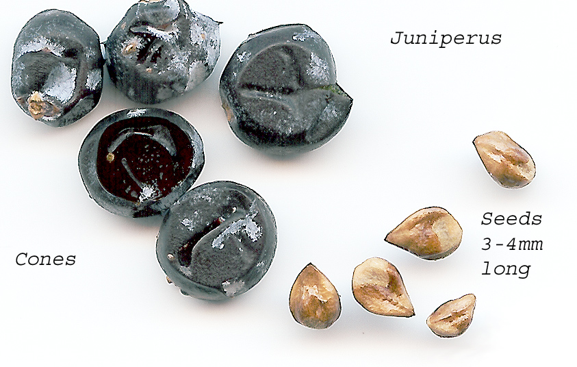 Close up scan of Cones and seeds of a juniper, specifying that the seeds are 3-4mm.