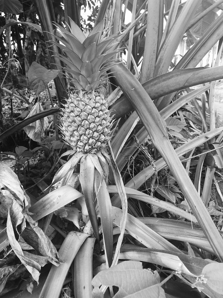 Black and white photo of a pineapple still on the plant