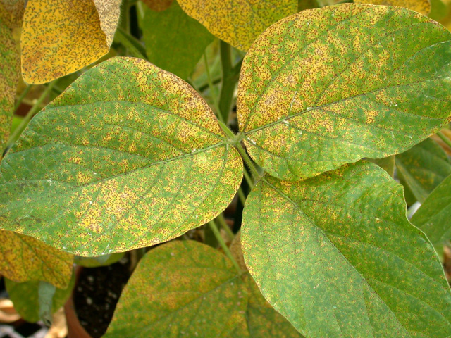 Soybean leaves with yellow and orange spots spreading over the surface