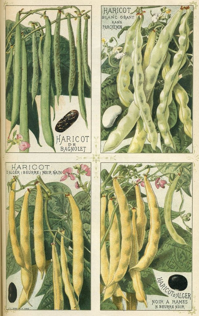 Varieties of beans (Phaseolus vulgaris) published in Les Plantes Potagère Vilmorin-Andrieux et Cie, 1891. 1. Haricot de Bagnolet; 2. Giant white bean without parchment; 3. Algiers bean, dwarf black (butter); 4. Algiers bean, black reamed, black butter bean.