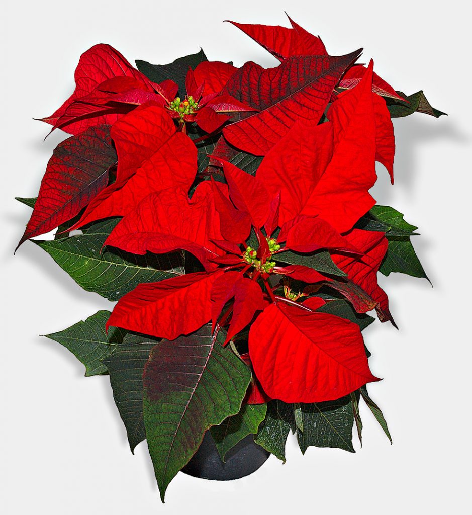 A red poinsettia from above