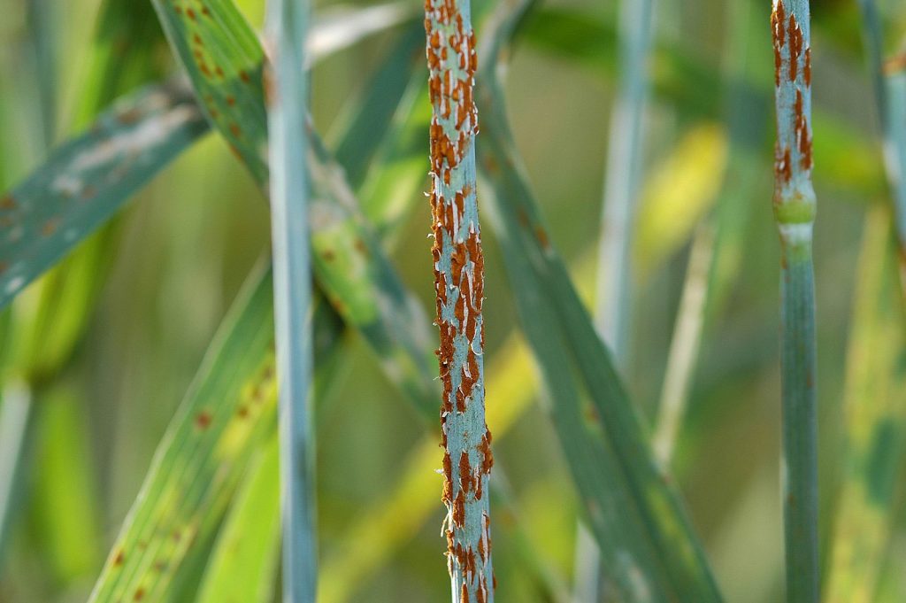 Close-up of stem rust (Puccinia graminis) on wheat