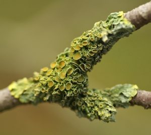a stick with bright green and yellow lichen attached