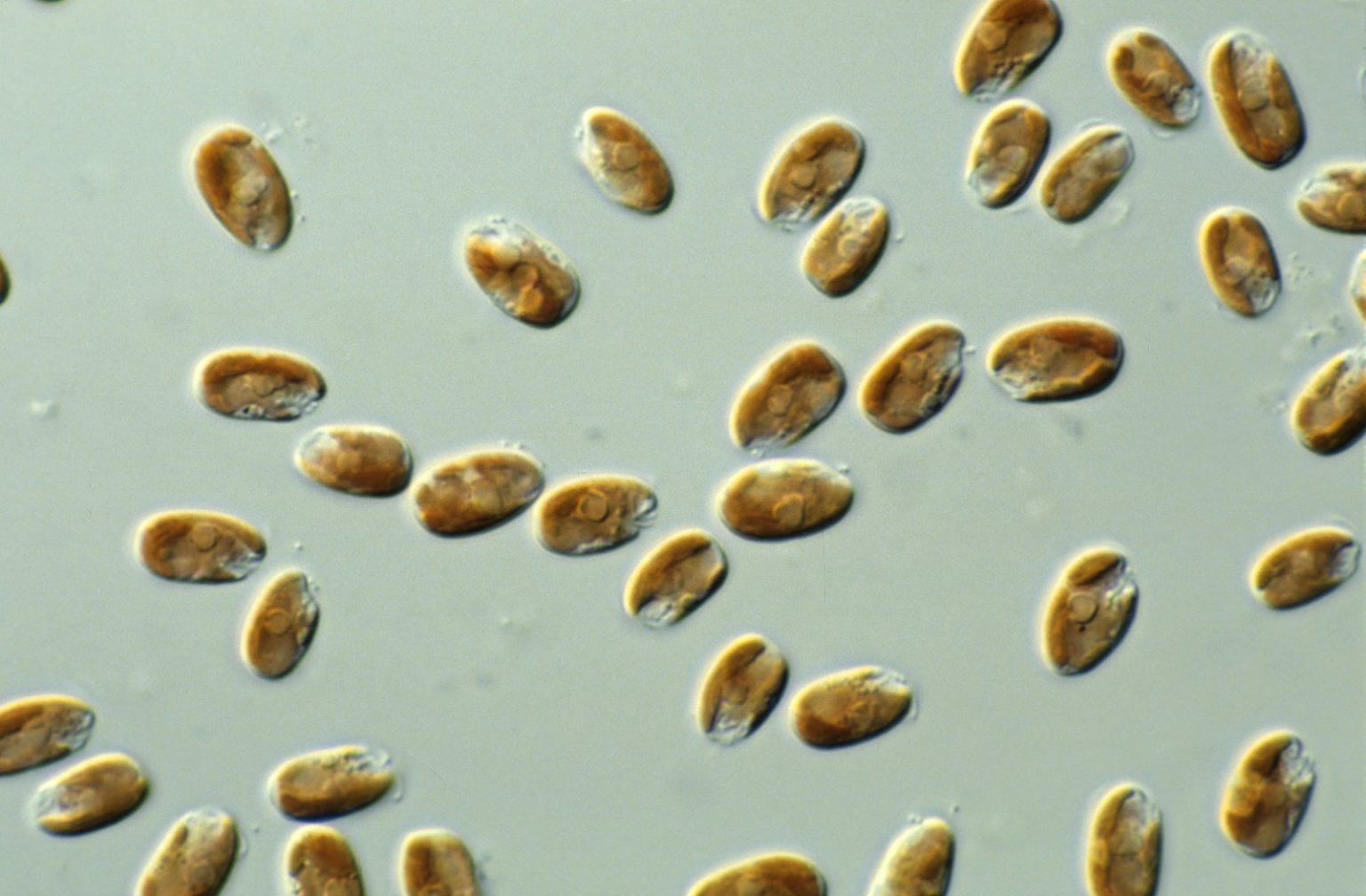 Cryptomonads, unicellular photosynthetic algae Inanimate