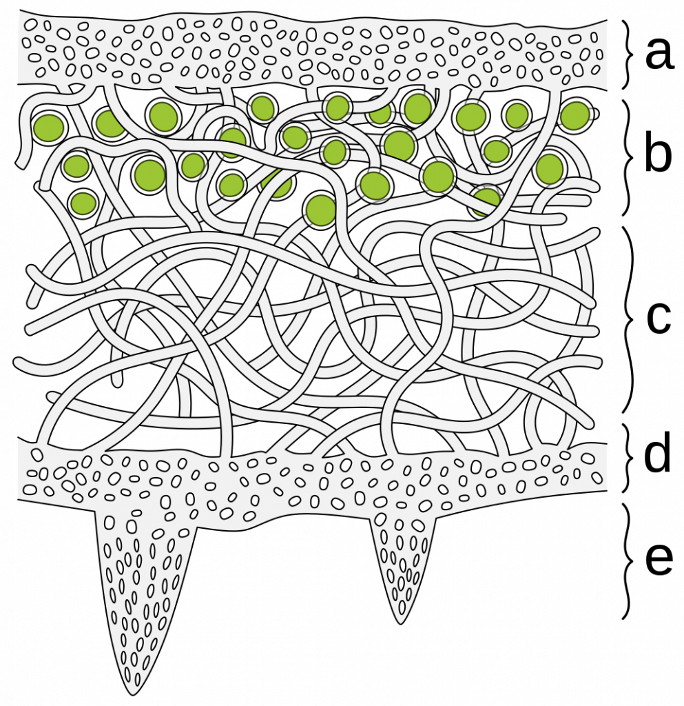 A diagram of a cross section of lichen, the upper layer, layer containing green algae circles, a losely packed web of hyphae, lower cortex, and poking rhizines coming out