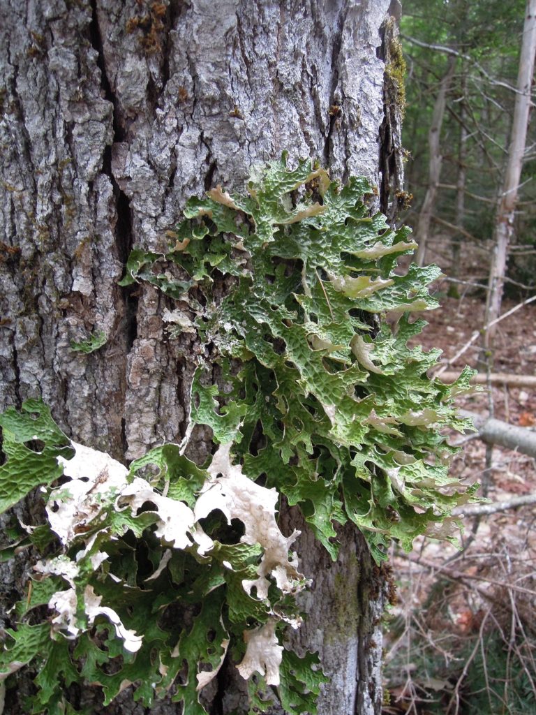The bark of a tree with green lungwort lichen growth, which looks like a cluster of leaves .