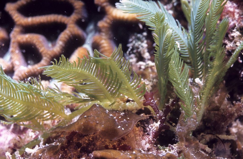 An underwater image of several growths of the dark green thalus with feather-like fronds arising from one stolon, they are upright and branched though some are damaged and bend slightly.