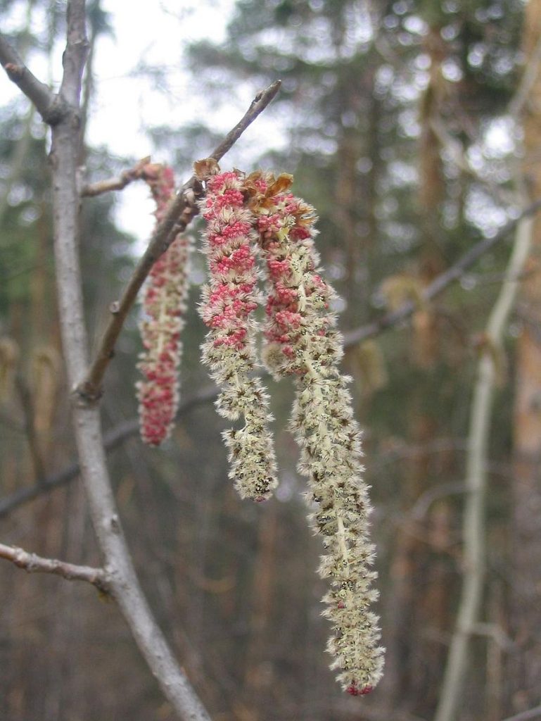 Red green opening catkins of a populus tree