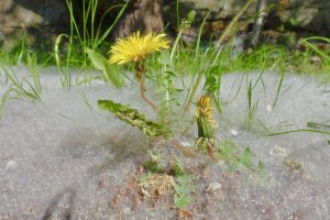 wind-pollinated catkins pollination shedding pollen tiny seeds embedded in downy fluff in spring, in the middle a dandelion with yellow petals grows