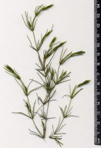 a multi-limbed green plant on a white background, 14 centimeters tall