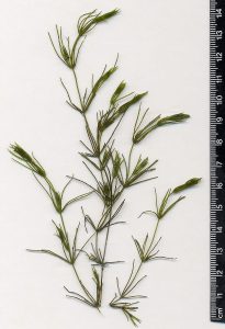 CHARA (STONE-WORT)​ – FLORAFONDNESS