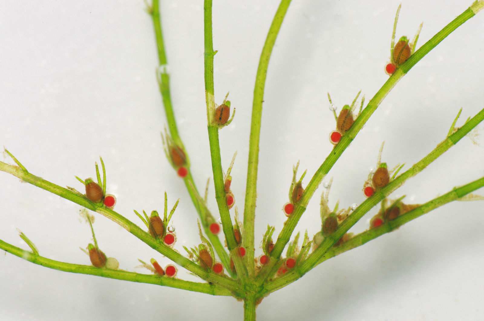 a multi-limbed green plant on a white background with red bulbs