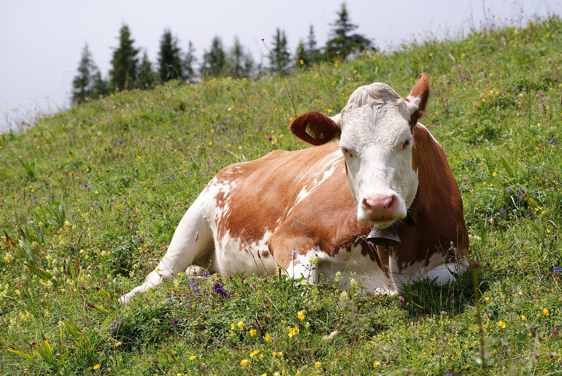 a cow sitting in a grassy field