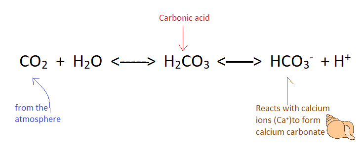 CO2 (from the atmosphere) + H2O H2CO3 (carbonic acid) HCO3- (reacts with calcium ions (Ca+) to form calcium carbonate, seashell picture) + H+