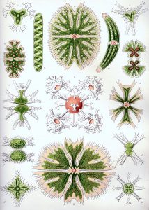 Botanical artwork of plant cell structures