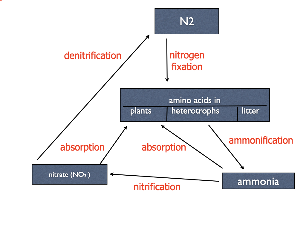 a diagram with arrows that follows N2 to (nitrogen fixation) amino acids in plants/heterotrophs/litter to (ammonification) ammonia to (absorption) plants) or to (nitrification) nitrate (NO3-) to (absorption) plants or to (denitrification) N2