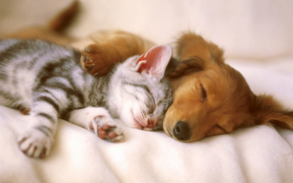 photograph of a puppy and a kitten cuddling