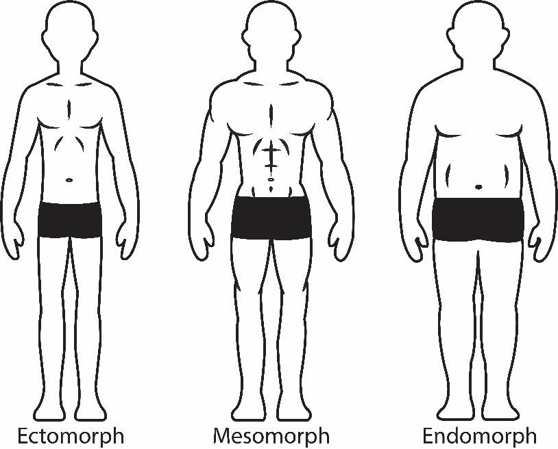 a thin figure labeled ectomorph, a medium and toned figure labeled mesomporph and a larger figure labeled endomorph.