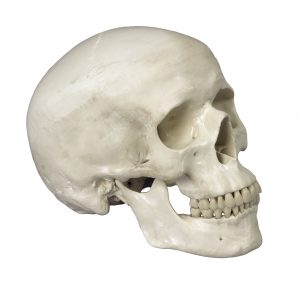 A male human skull.