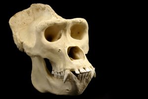 A male gorilla skull.
