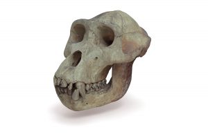 A female gorilla skull.