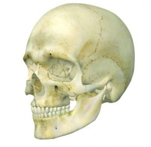 A female human skull.