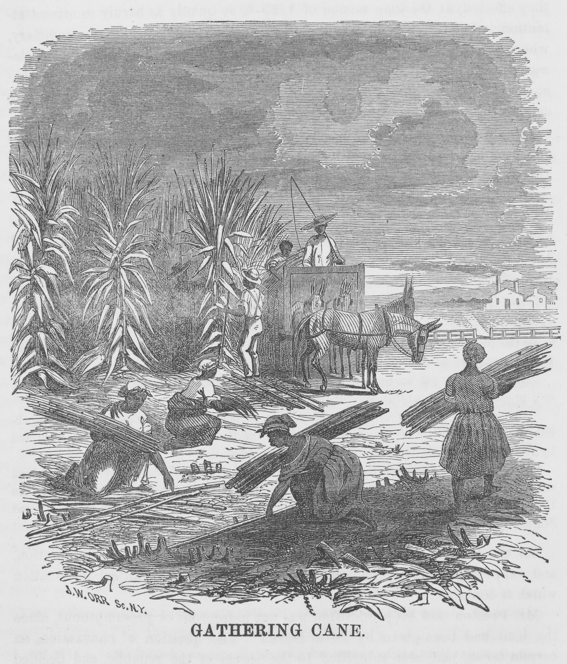 A print of enslaved Africans, many women, gathering stalks of sugar cane.