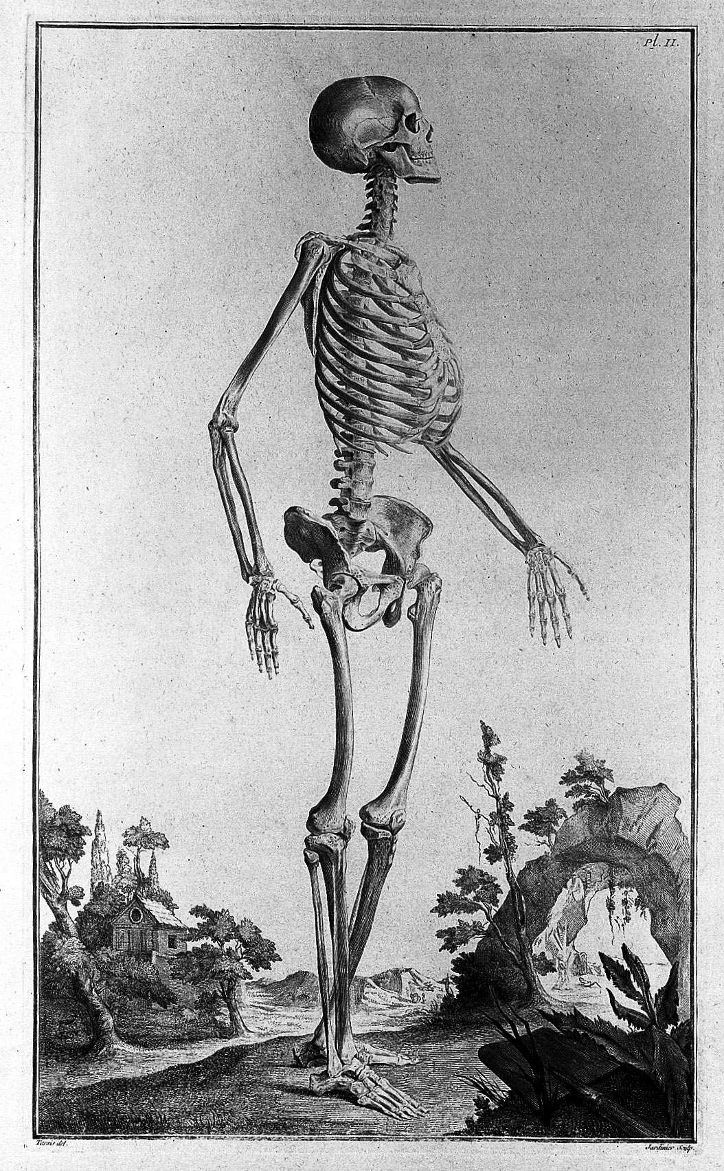 18th-century drawing of a male skeleton, in much higher detail.