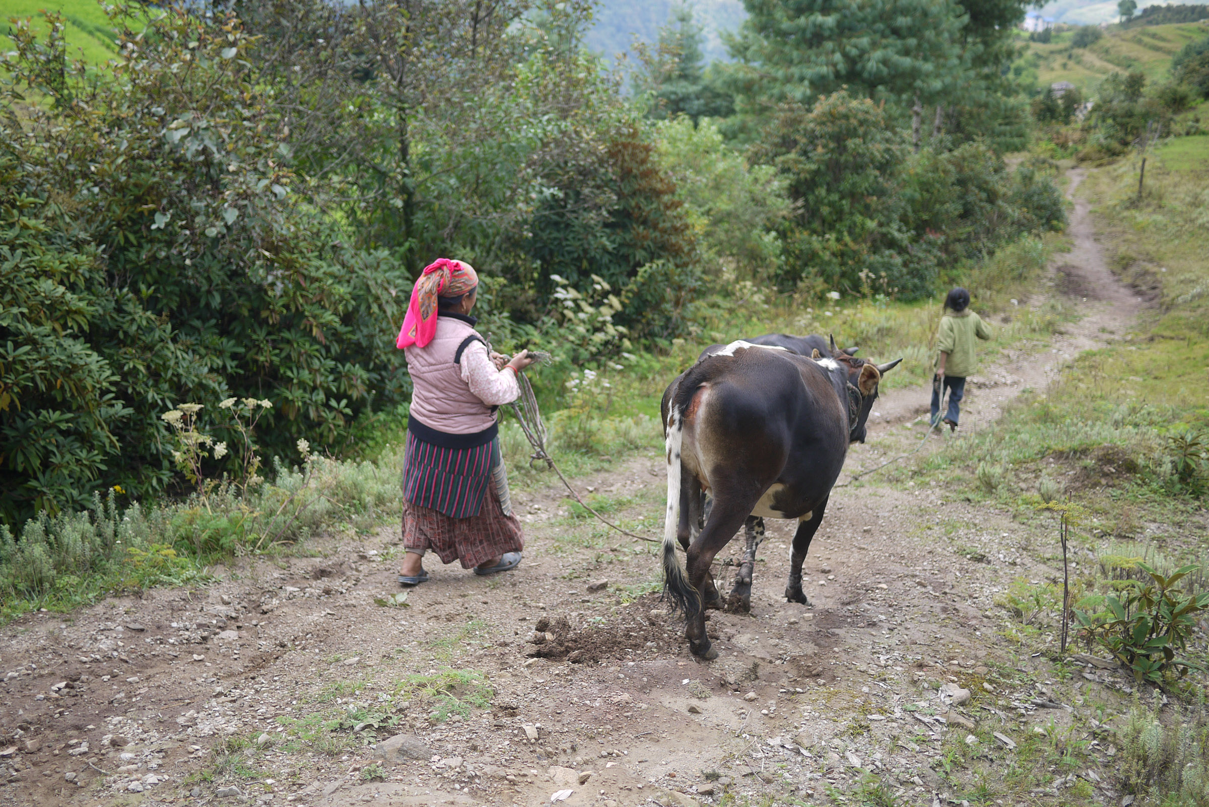 One Sherpa woman walks beside two cows holding their tethers; a young girl walks ahead of them.