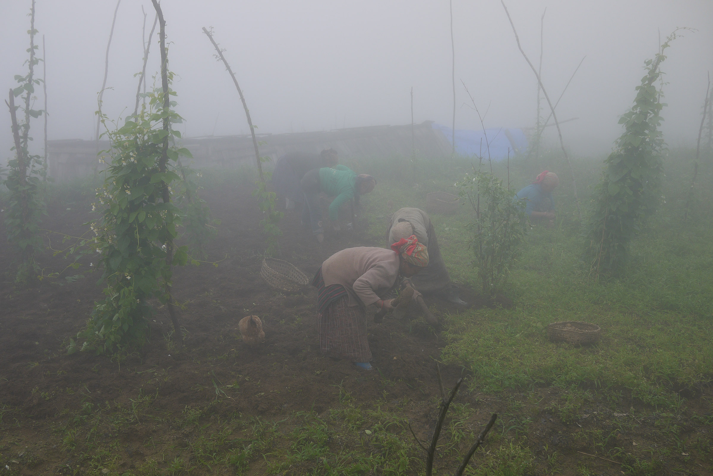 A group of Sherpa women work in a foggy field, baskets of potatoes next to them.