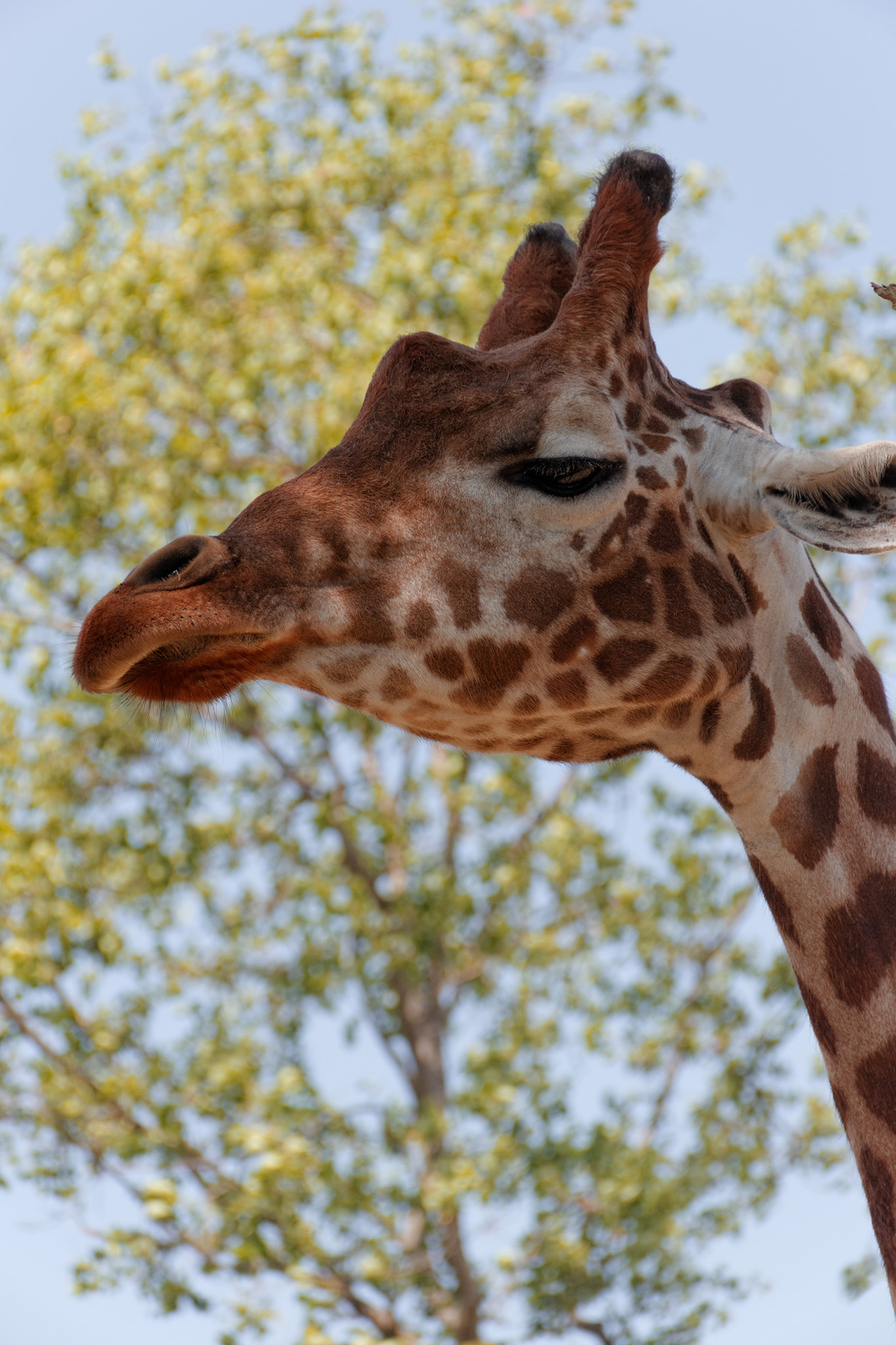 A close up of a giraffe's head from the side