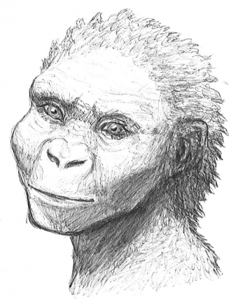 11. Australopithecus afarensis – The History of Our Tribe: Hominini