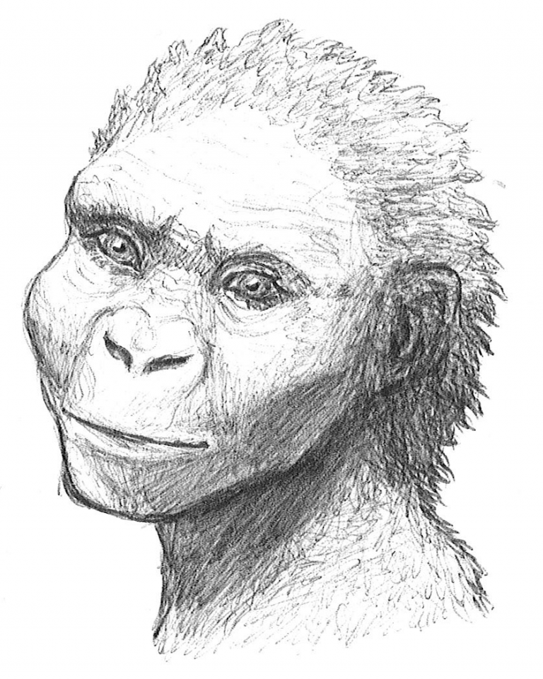 11. Australopithecus afarensis The History of Our Tribe Hominini