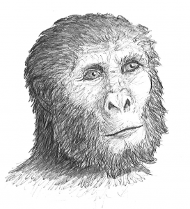 australopithecus robustus body