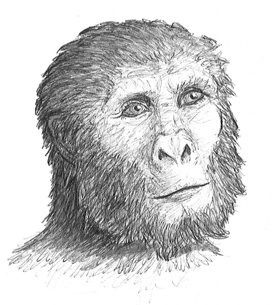 18. Paranthropus boisei – The History of Our Tribe: Hominini