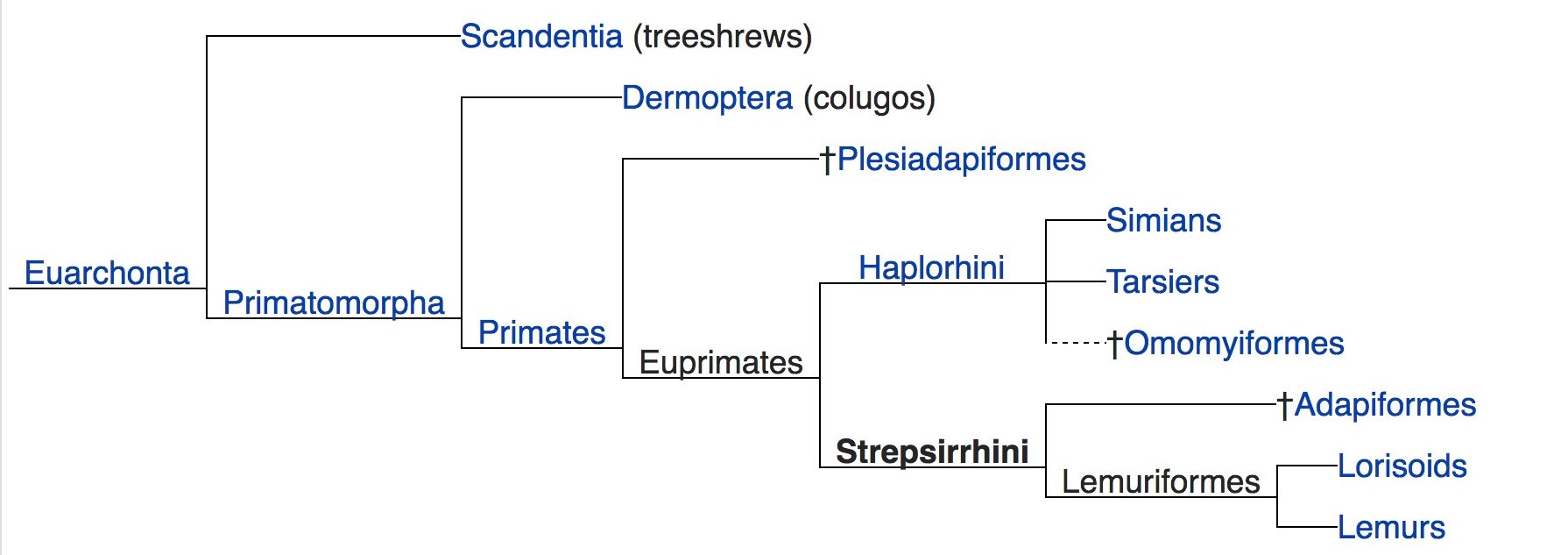 3. Primate Evolution – The History of Our Tribe: Hominini