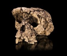 6. Sahelanthropus Tchadensis – The History Of Our Tribe: Hominini