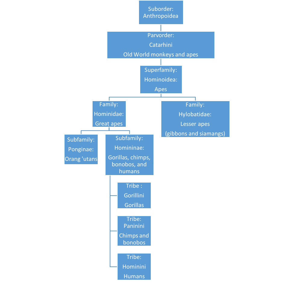 Taxonomic definition of ape