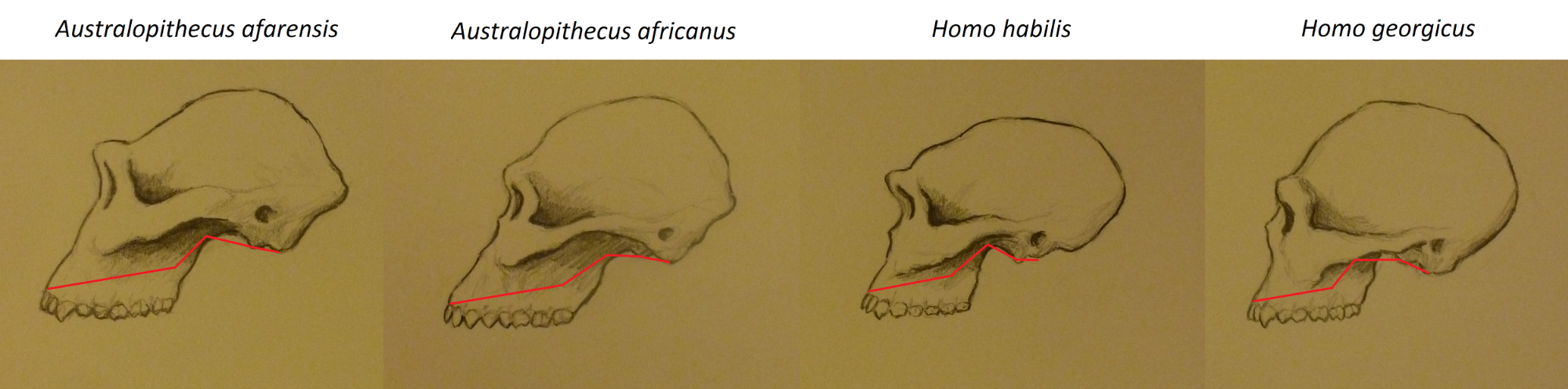 Figure 7.30 Basicranial flexion in four hominin species. Illustration by Keenan Taylor.