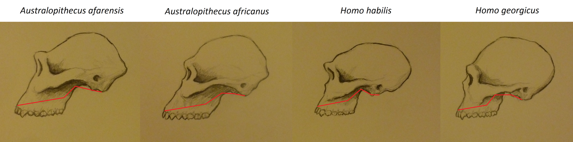 Australopithecus Afarensis Skull Diagram 4515