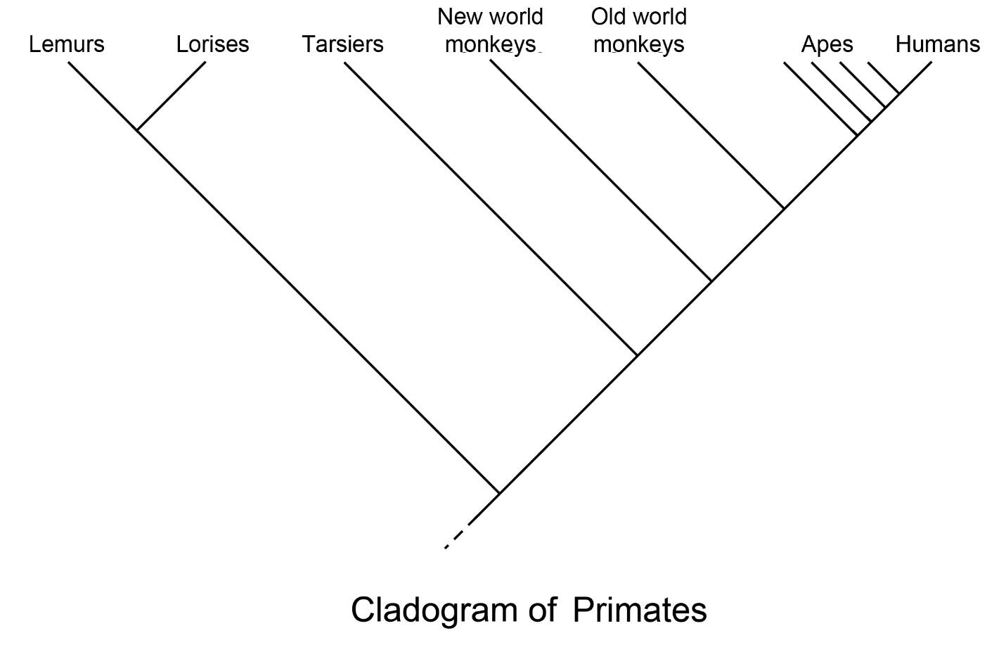 cladogram of primates